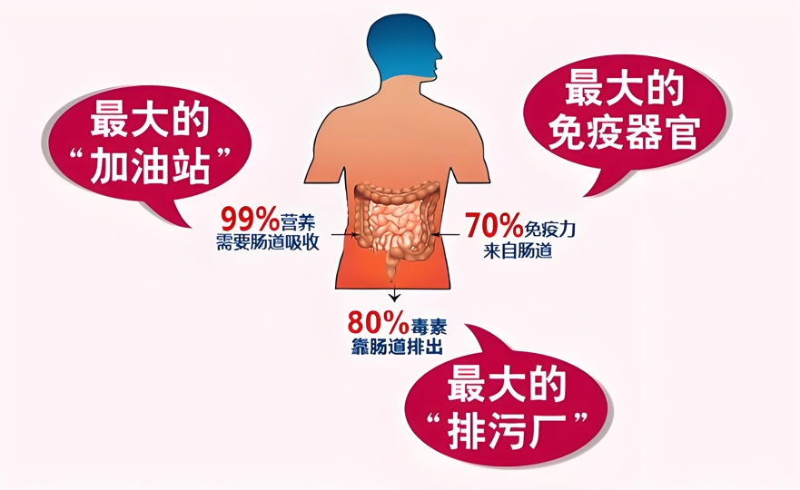 腸道健康為什么影響肝臟和心腦血管