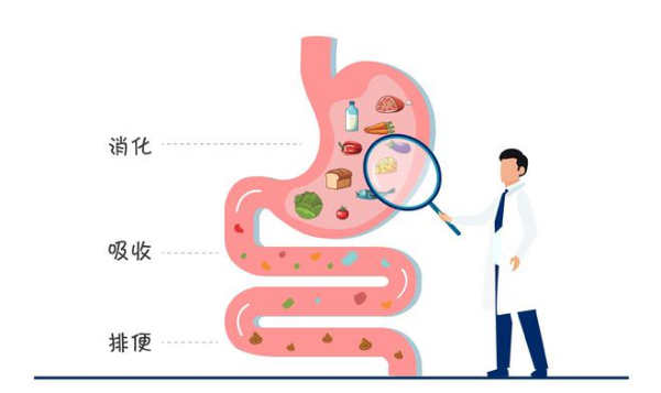 腸道健康:構筑疾病預防的堅固防線